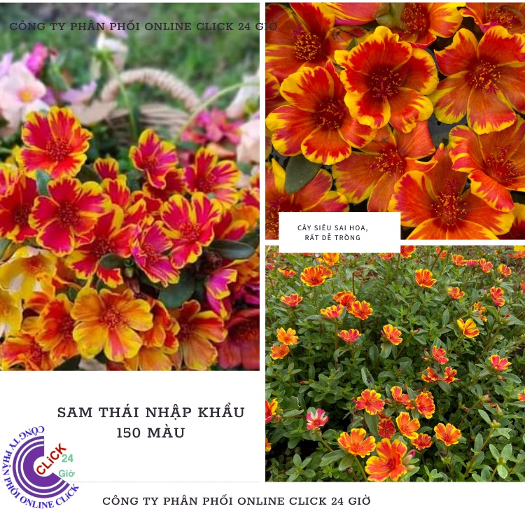 Cành Giống Hoa Sam Thái Phượng Vàng Màu 170 Hoa Mười Giờ Sam Đơn Thái Hoa Mười Giờ Bonsai & Phụ Kiện