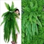 MECOVED Dương xỉ, Lá Ba Tư treo tường mây, Khách sạn dương xỉ nhân tạo bằng nhựa lớn chất lượng cao