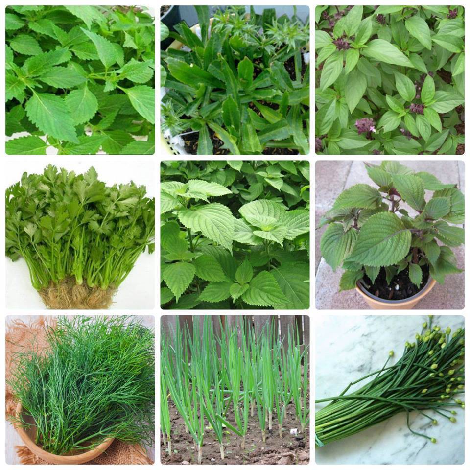 Combo 9 Gói hạt giống rau thơm (Thơm ngon - Phát triển tốt) | Shopee ...