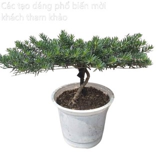 [Nở Cả Ngày] 500g Cành Giống Cây Hoa Mười Giờ Bonsai Loại Nuôi Gốc To Lâu Năm MiMa market