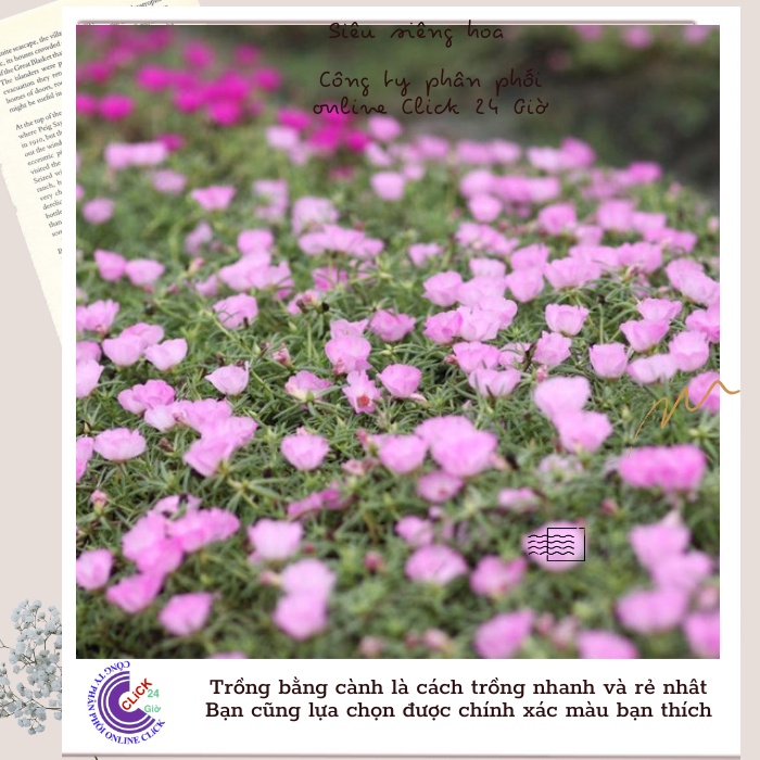 [Được Chọn Màu] Cành Giống Hoa Mười Giờ Mỹ Đơn Màu Hồng Hoa To Đẹp Mát Mắt Hoa Mười Giờ Bonsai & Phụ Kiện