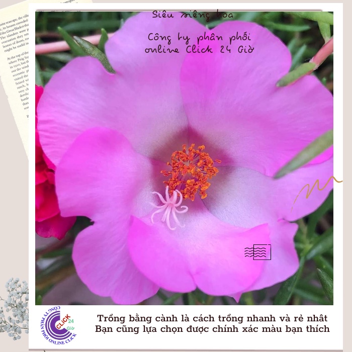 [Được Chọn Màu] Cành Giống Hoa Mười Giờ Mỹ Đơn Màu Hồng Hoa To Đẹp Mát Mắt Hoa Mười Giờ Bonsai & Phụ Kiện