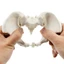 SA Mini Nữ Pelvis Mô Hình Nữ Pelvic Mô Hình Con Người Mô Hình Y Tế Mô Hình Giảng Dạy Cho Nghiên Cứu Giảng Dạy Phòng Thí Nghiệm