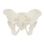 SA Mini Nữ Pelvis Mô Hình Nữ Pelvic Mô Hình Con Người Mô Hình Y Tế Mô Hình Giảng Dạy Cho Nghiên Cứu Giảng Dạy Phòng Thí Nghiệm