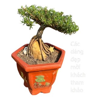 [Nở Cả Ngày] 500g Cành Giống Cây Hoa Mười Giờ Bonsai Loại Nuôi Gốc To Lâu Năm MiMa market
