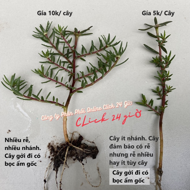 [Nở Cả Ngày] 300g Cành Giống Cây Hoa Mười Giờ Bonsai Loại Chuyên Nuôi Gốc To Trồng Lâu Năm