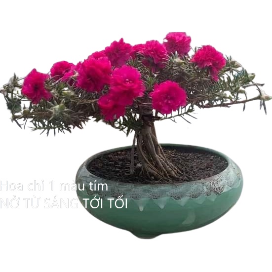 [Nở Cả Ngày] 500g Cành Giống Cây Hoa Mười Giờ Bonsai Loại Nuôi Gốc To Lâu Năm MM Market