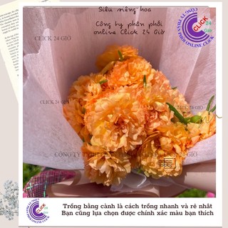 Hoa Mười Giờ Cam Hồng hoa mười giờ MiMa market