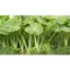 Cây dọc mùng (Cây bạc hà) nấu canh chua - cây và củ giống bao trồng lên cây