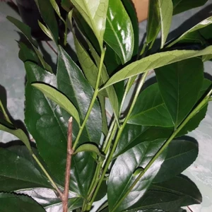 1kg lá chè xanh (trà xanh) rừng tươi sạch, cắt cả cành và lá