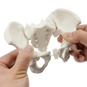 SA Mini Nữ Pelvis Mô Hình Nữ Pelvic Mô Hình Con Người Mô Hình Y Tế Mô Hình Giảng Dạy Cho Nghiên Cứu Giảng Dạy Phòng Thí Nghiệm