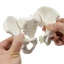 SA Mini Nữ Pelvis Mô Hình Nữ Pelvic Mô Hình Con Người Mô Hình Y Tế Mô Hình Giảng Dạy Cho Nghiên Cứu Giảng Dạy Phòng Thí Nghiệm