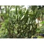 xương rồng ba cạnh ( xương rồng ông) - 1 kg tươi