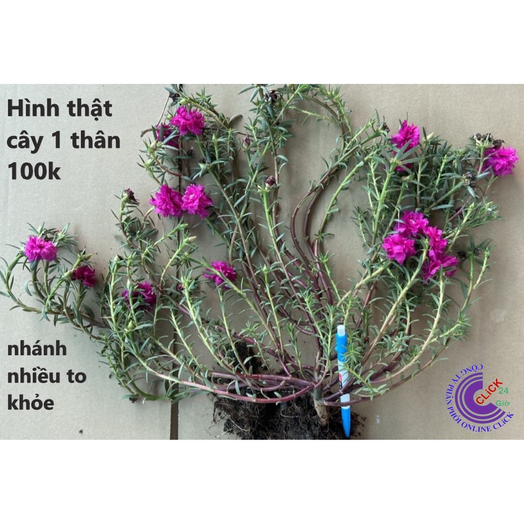 [Nở Cả Ngày] 300g Cành Giống Cây Hoa Mười Giờ Bonsai Loại Chuyên Nuôi Gốc To Trồng Lâu Năm