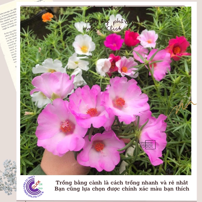 [Được Chọn Màu] Cành Giống Hoa Mười Giờ Mỹ Đơn Màu Hồng Hoa To Đẹp Mát Mắt Hoa Mười Giờ Bonsai & Phụ Kiện