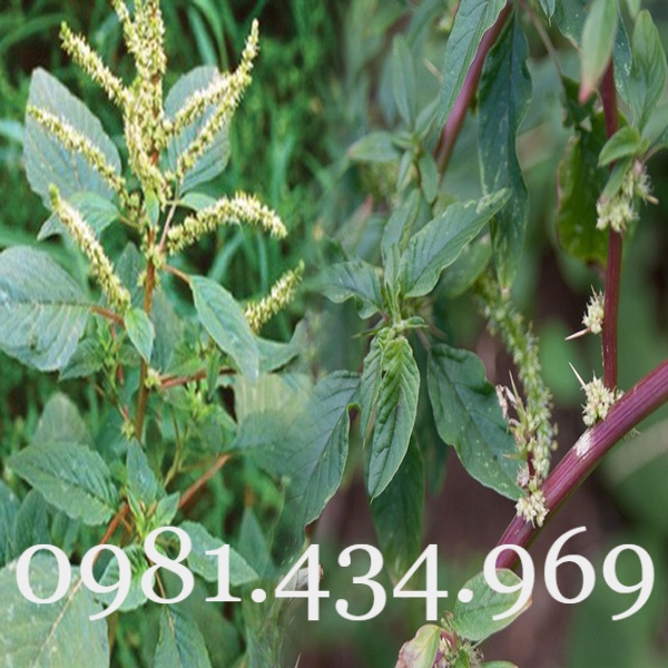 Cây Rau Dền Gai (Dền Dại) Khô 01KG | Shopee Việt Nam