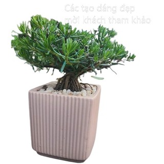 [Nở Cả Ngày] 500g Cành Giống Cây Hoa Mười Giờ Bonsai Loại Nuôi Gốc To Lâu Năm SHOP PP ONLINE CLICK 24 GIỜ