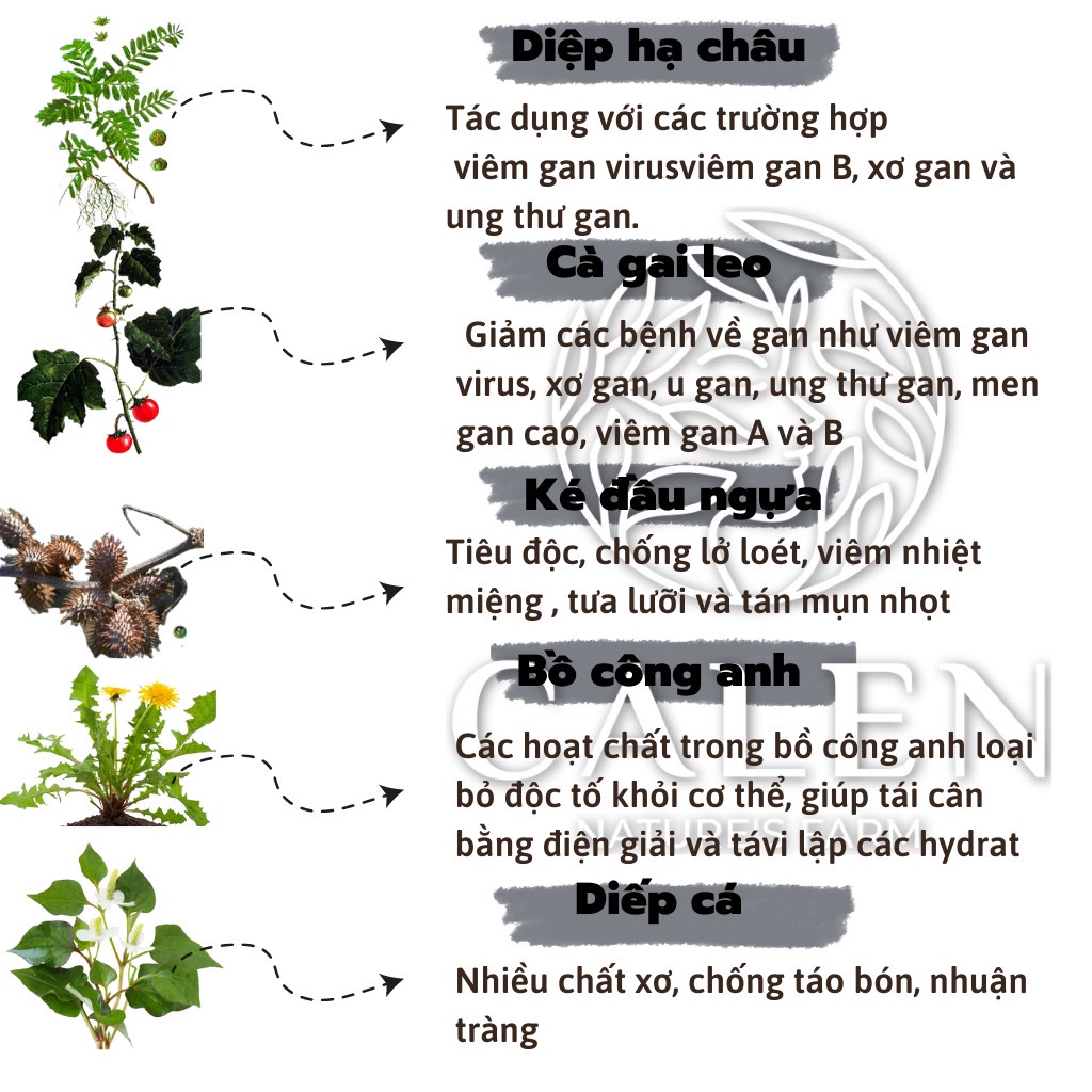 Trà bổ gan Calen Nature's Farm, hạ men gan, giảm xơ gan, tăng cường chức năng thải đôc gan Calen Herbal Tea