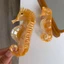 Vuốt Tóc Cá Mập BORAGETE, Acrylic Marine Sinh Học Series Kẹp Tóc, Thời Trang Hình Học Hàng Hải Động Vật Mũ Văn Phòng