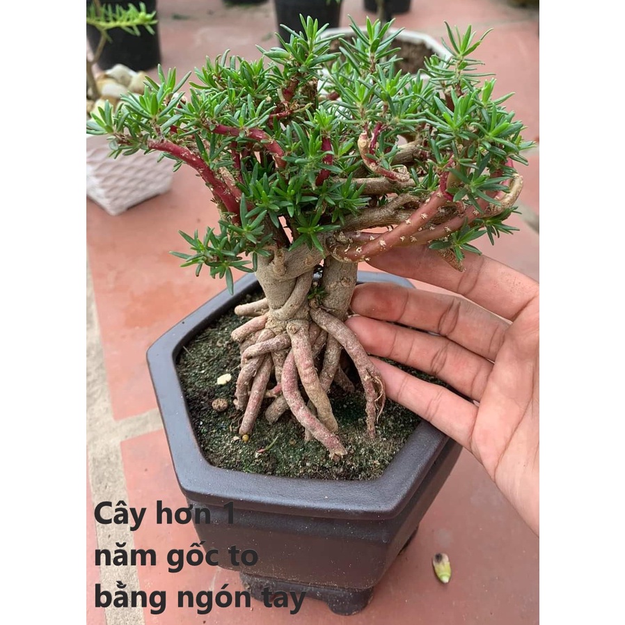 [Nở Cả Ngày] 300g Cành Giống Cây Hoa Mười Giờ Bonsai Loại Chuyên Nuôi Gốc To Trồng Lâu Năm MM Market