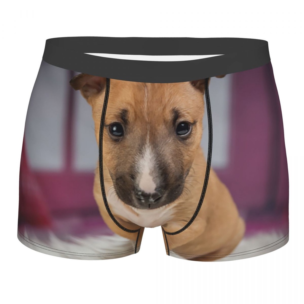 Bull terrier động vật thú cưng cún con boxer quần đùi nam 3d in nam breathbale đồ lót quần lót quần lót
