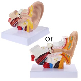 Charmantcc1 1 5 Lần Kích Thước Cuộc Sống Mô Hình Giải Phẫu Tai Người Tổ Chức Vật Dụng Giảng Dạy Chuyên Nghiệp