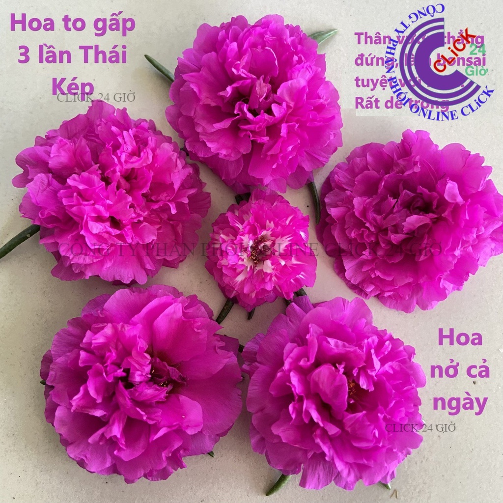 Hoa Mười Giờ 500g Combo 5 loại Cánh Kép NỞ CẢ NGÀY Siêu Đẹp Hoa Mười Giờ Bonsai & Phụ Kiện