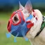 Mya Mõm Cho Chó Snout Ngắn Snout Chó Ngắn Mõm Chó Bulldog Mõm Cho Bulldog Pháp Bulldog Mõm Cắn