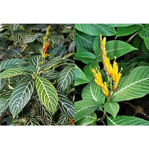 Cây giống cây săng sê (cây khôi nhung trắng , khôi đốm)