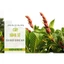 Cây giống cây săng sê (cây khôi nhung trắng , khôi đốm)