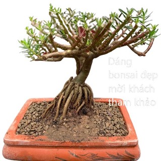[Nở Cả Ngày] 500g Cành Giống Cây Hoa Mười Giờ Bonsai Loại Nuôi Gốc To Lâu Năm SHOP PP ONLINE CLICK 24 GIỜ