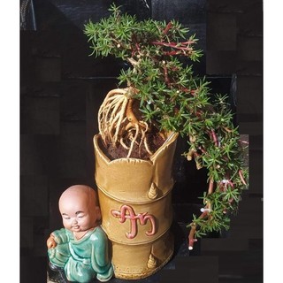 [Nở Cả Ngày] 300g Cành Giống Cây Hoa Mười Giờ Bonsai Loại Chuyên Nuôi Gốc To Trồng Lâu Năm MiMa market
