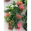 Hoa Mẫu đơn Mỹ Hồng lá to- hoa trang mỹ hồng - cây giống