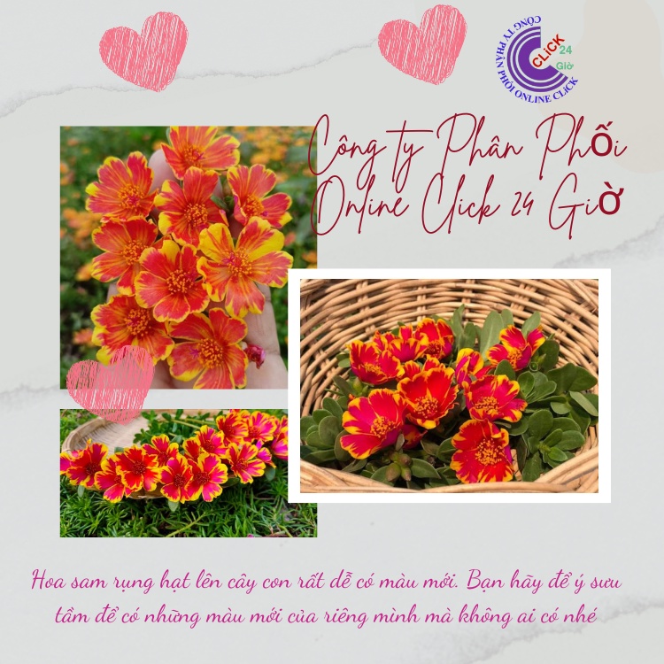 Cành Giống Hoa Sam Thái Phượng Vàng Màu 170 Hoa Mười Giờ Sam Đơn Thái Hoa Mười Giờ Bonsai & Phụ Kiện