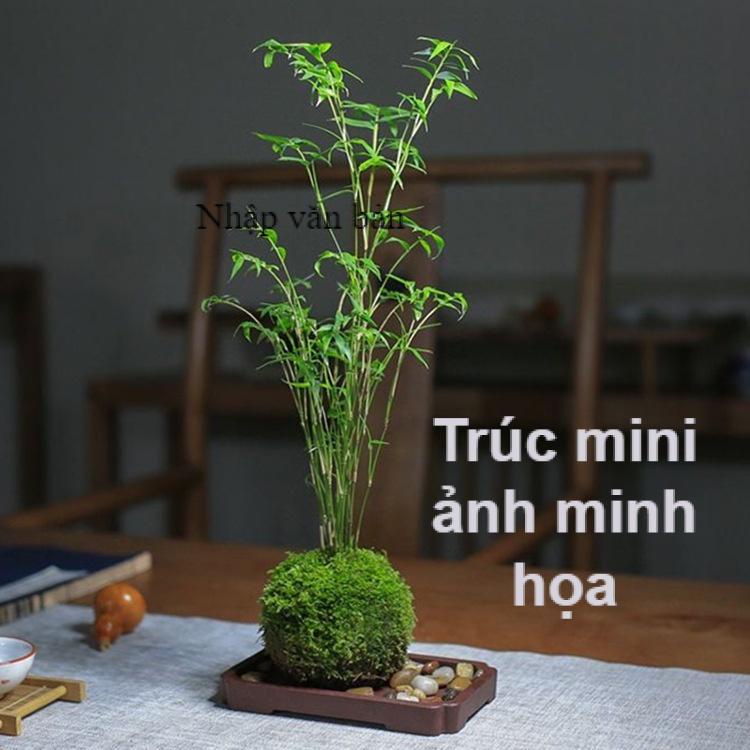 Chậu nhựa Trúc mini làm tiểu cảnh để bàn, bàn trà, mô hình, bán cạn ...
