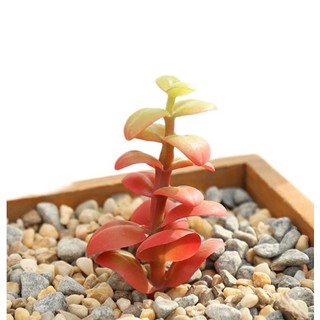 Chậu Cây Sen Đá Giả Trang Trí Sáng Tạo