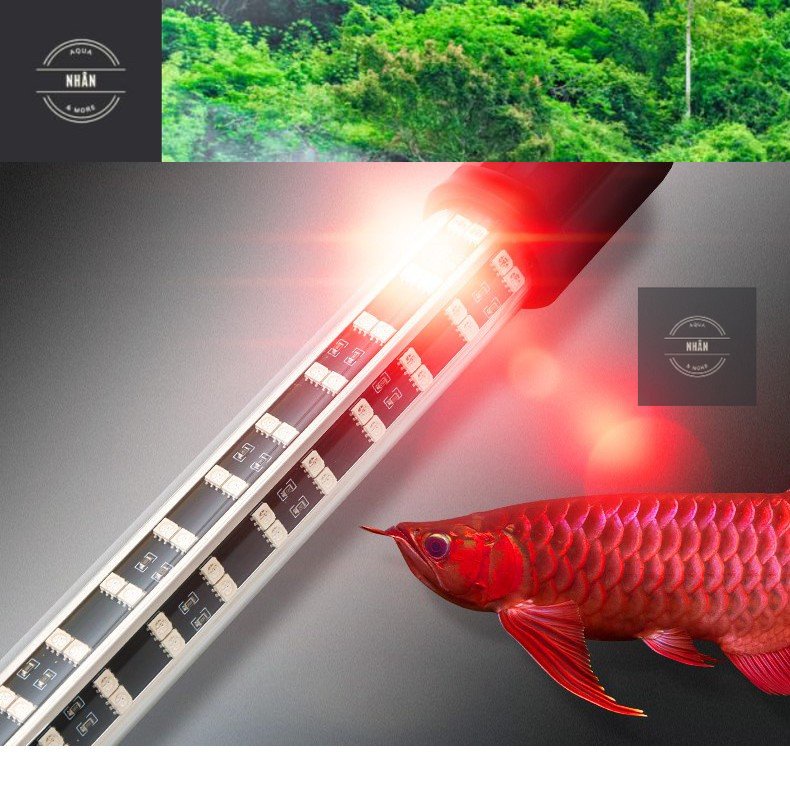 Đèn Led Cá Rồng - Đèn KÍCH MÀU cá RỒNG - LA HÁN - HỒNG KÉT - Nhhân Aqua ...