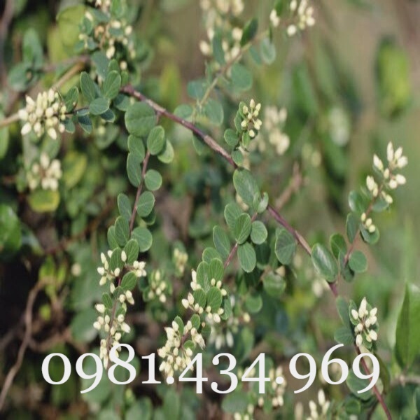 Cây Rung Rúc Khô 01 Kg (Cứt Chuột, Rút Rế, Đồng Bìa, Rúc Rích) Tốt ...