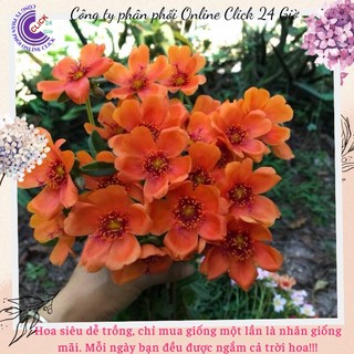 [Hoa Lớn] Cành Giống Hoa Cam Cà Rốt Siêu To Số 31 Hoa Mười Giờ Sam Thái Đơn Bông To MiMa market