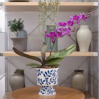 MANDY HOME Chậu Sứ Trồng Cây Hoa phalaenopsis Màu Trắng Xanh Dương Phong Cách retro Hiện Đại Đơn Giản Trang Trí Nội Thất