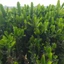 xương rồng ba cạnh ( xương rồng ông) - 1 kg tươi