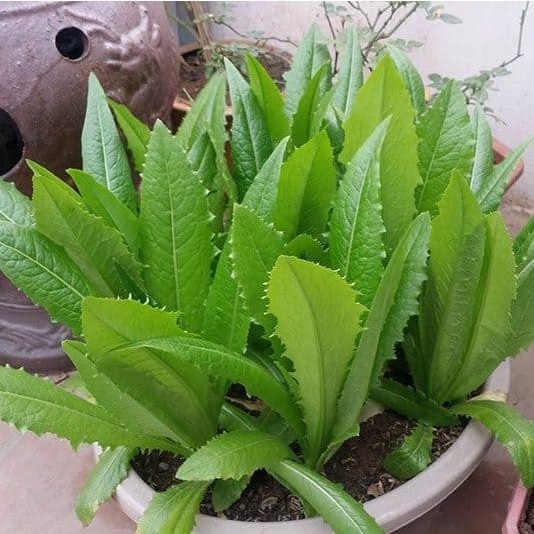 2gr HẠT GIỐNG RAU DIẾP NẾP XANH (rau DIẾP thơm) (vườn ươm eakamart)