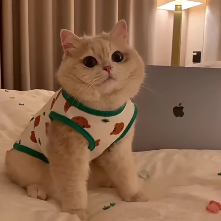Quần áo mèo chống rụng quần áo thú cưng mỏng, Anh Mỹ ngắn màu xanh mèo sang trọng mèo nhỏ chó bông chó vest đồ dùng cho thú cưng bán buôn