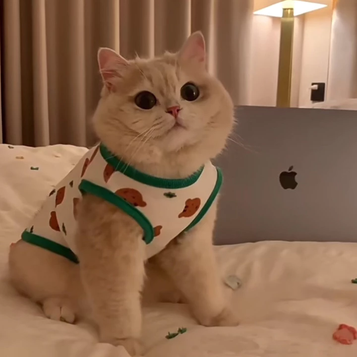 Quần áo mèo chống rụng quần áo thú cưng mỏng, Anh Mỹ ngắn màu xanh mèo sang trọng mèo nhỏ chó bông chó vest đồ dùng cho thú cưng bán buôn