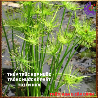 Chậu Cây Thủy Trúc THÁI- Cói Dù Cây Phong Thủy Siêu Lọc Nước Bẩn️📬 Làng Hoa Sa Đéc