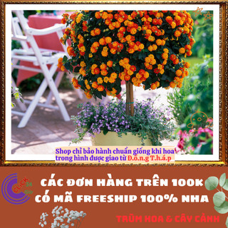 Cây Hoa Ngũ Sắc CAM VÀNG giống đứng trâm ổi thơm đậm KHÔNG GIAO XA💍Làng Hoa Sa Đéc