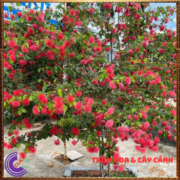 CHẬU CÂY PHÁO HOA ĐỎ ĐIỆP LÀO NỞ RỰC RỠ MAY MẮN NGUYÊN NĂM💍