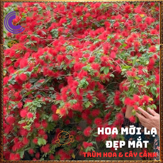 CHẬU HOA ĐIỆP LÀO ĐỎ PHÁO HOA ĐỎ TƯNG BỪNG MỚI LẠ ĐEM ĐẾN MAY MẮN NỞ QUANH NĂM💍🎁