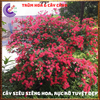 CHẬU CÂY PHÁO HOA ĐỎ ĐIỆP LÀO NỞ RỰC RỠ MAY MẮN NGUYÊN NĂM️️ DÁNG HOA MỚI LẠ🥁