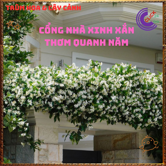 Chậu hoa nguyệt quế leo thơm ngát nhài leo tuyệt đẹp nở quanh năm trồng nhiều kiểu siêu đẹp⏰